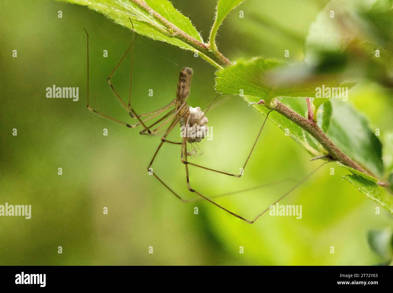 Ragno della cantina con uova e piccoli ragni sul lato inferiore di un arbusto in giardino Foto Stock