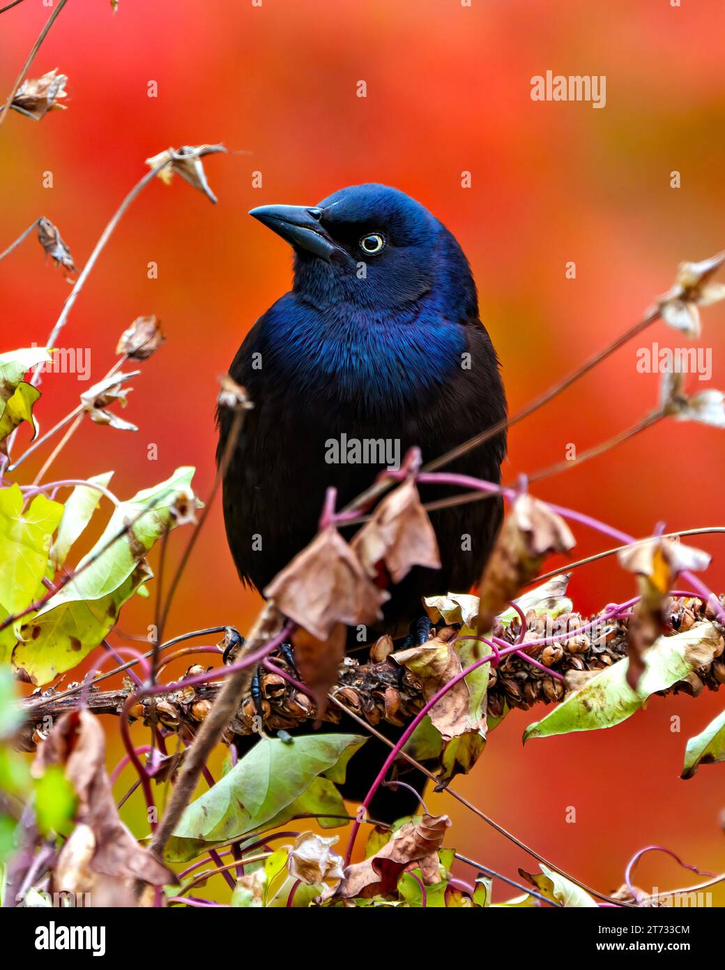 Vista ravvicinata di Common Grackle arroccata su un ramo con sfondo arancione autunnale nel suo ambiente e nell'ambiente circostante. Grackle Portrait. Foto Stock