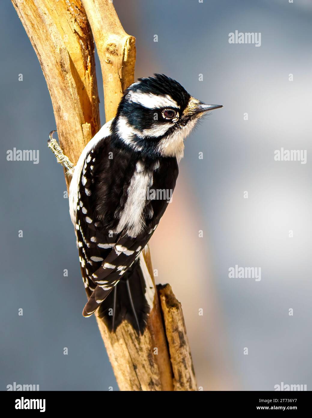 Vista ravvicinata della schiena femminile Woodpecker che si affaccia su un ramo dell'albero con uno sfondo blu sfocato nell'ambiente e nell'ambiente circostante. Foto Stock