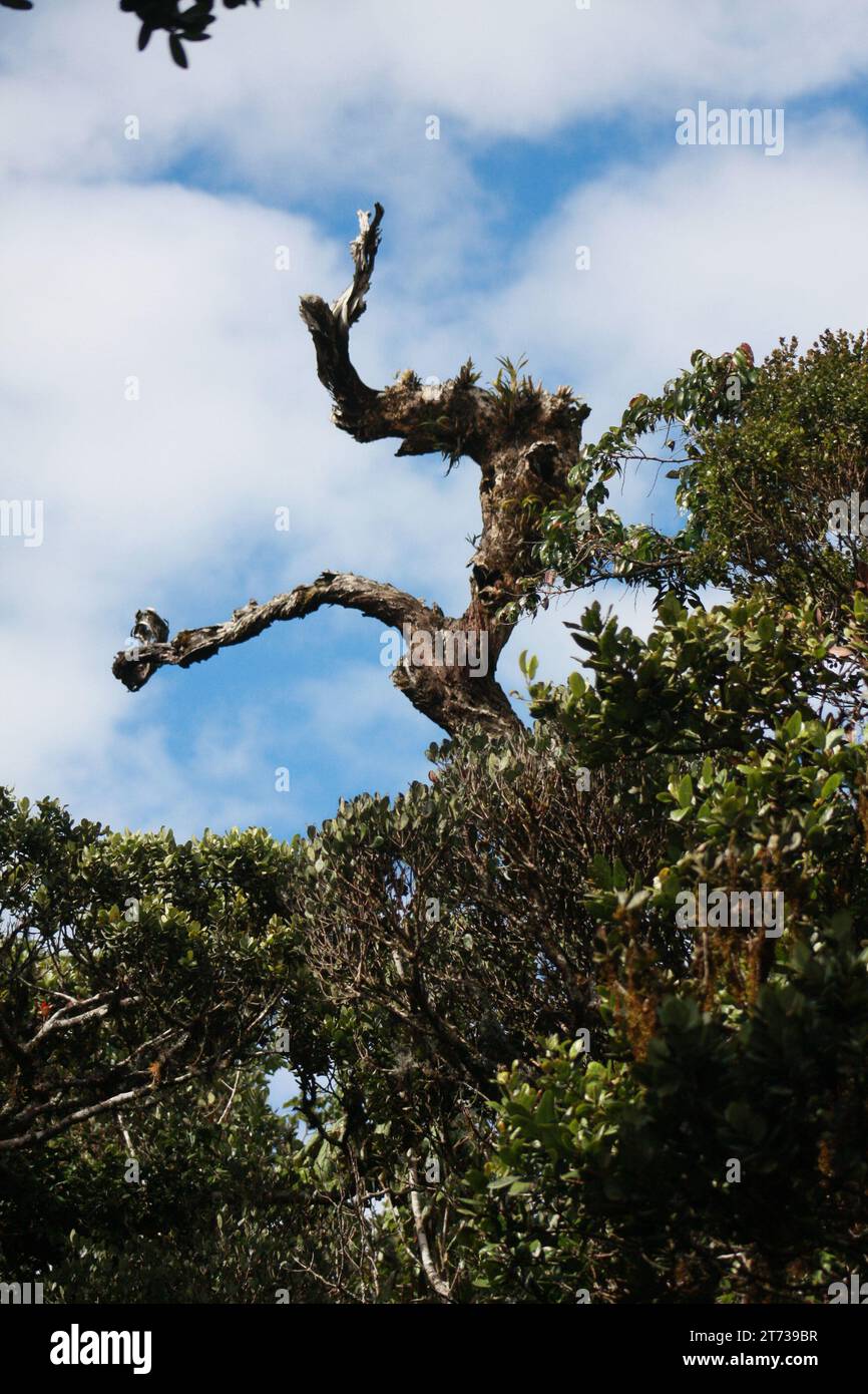 Un antico albero si erge come testimone stoico del passare del tempo. I suoi rami spigolosi raccontano storie delle stagioni passate e le sue cortecce sussurrate Foto Stock