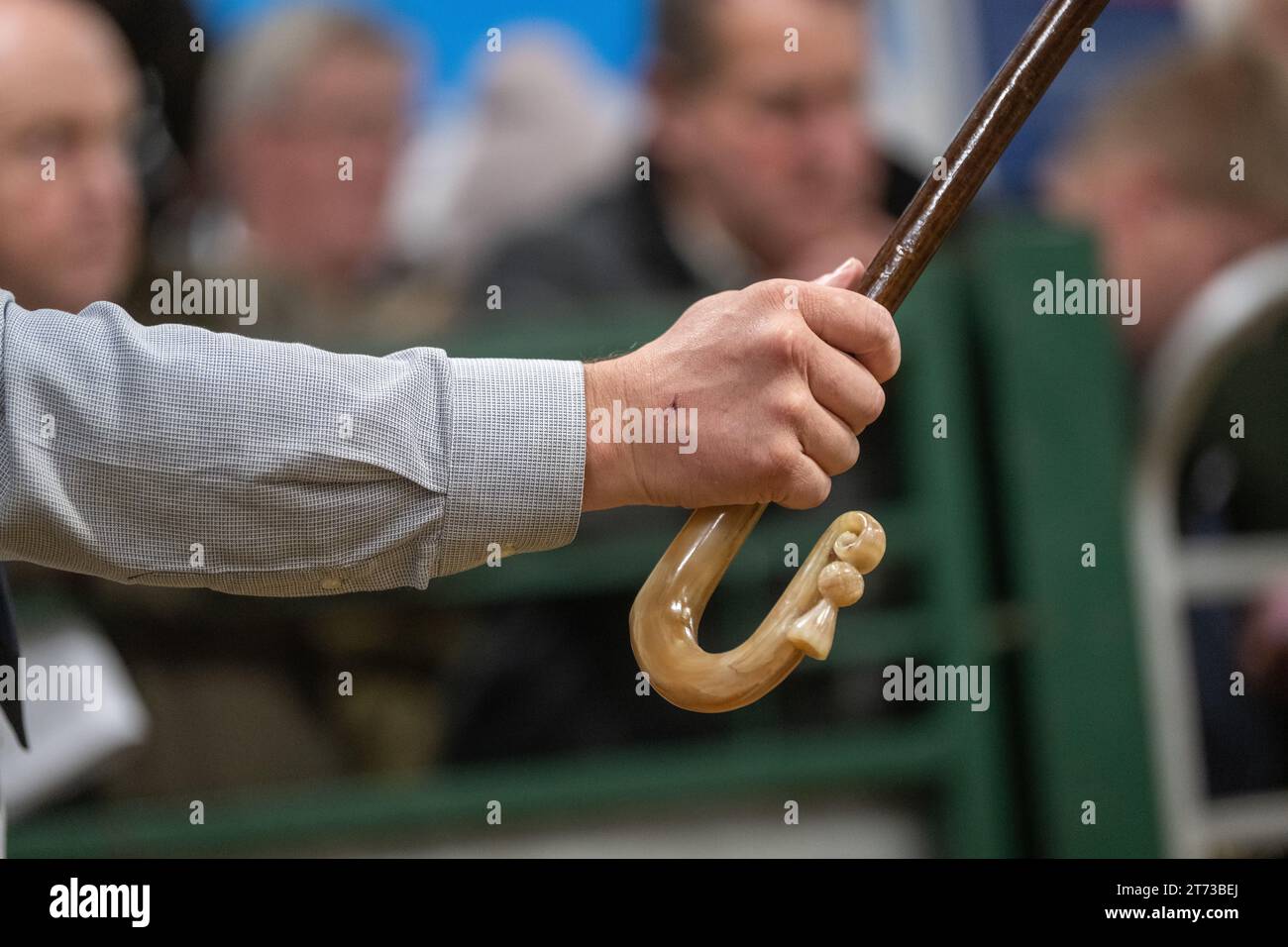 Gli agricoltori che vendono arieti e la vendita di Leicseter Blue Faced presso il mercato Hawes Auction nel North Yorkshire, Regno Unito. Foto Stock