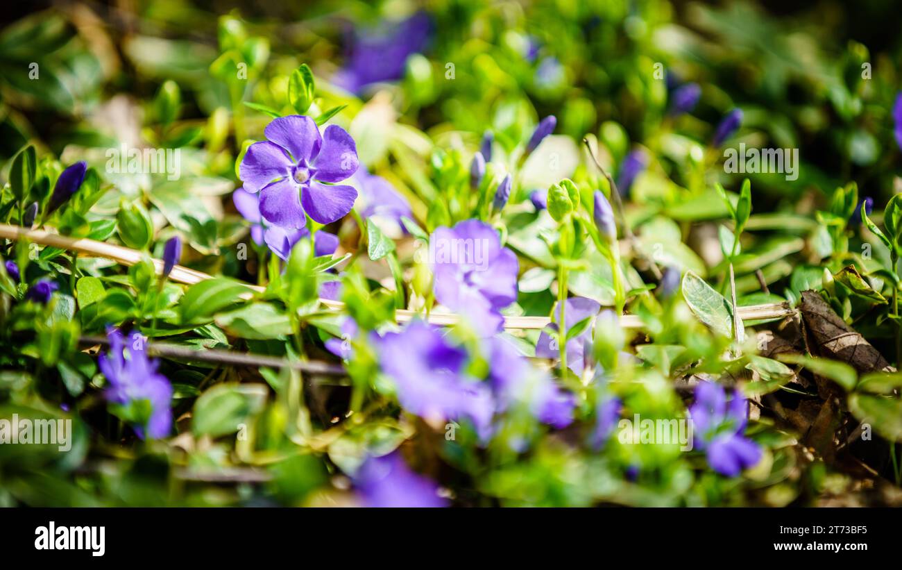 Immagine ravvicinata di Myrtle o Perivinkle in fiore Foto Stock