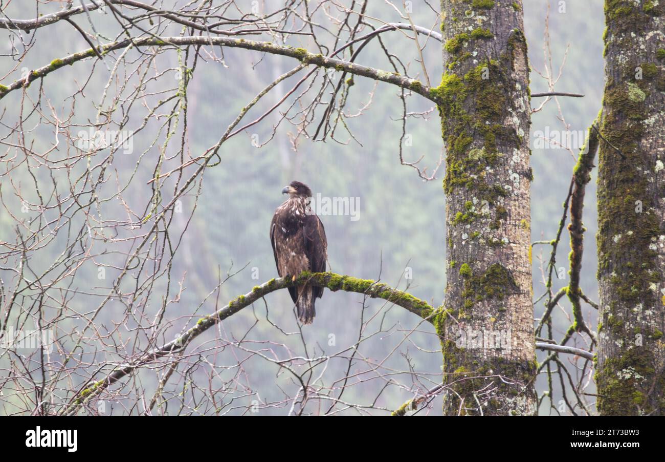 Aquila arroccata nella nebbia, ambiente invernale di Chehalis Flats, Kilby Park, vicino a Harrison Mills, British Columbia, Canada; Foto Stock