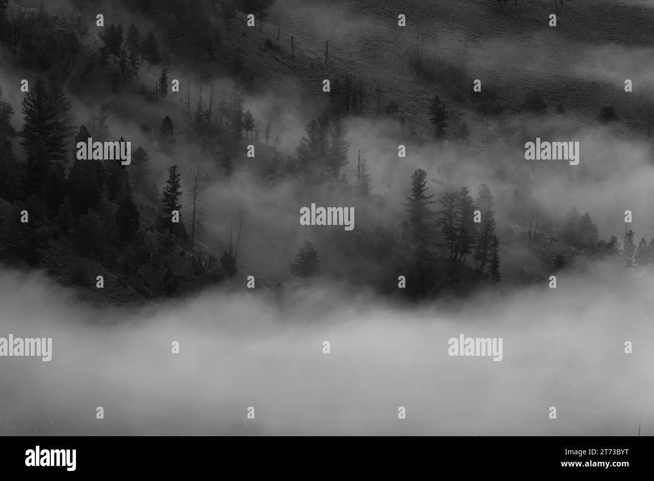 Paesaggio meteorologico di nuvole di nebbia e nebbia circondano gli alberi sulle colline lungo il fiume Yellowstone nel parco nazionale di Yellowstone, Wyoming Foto Stock