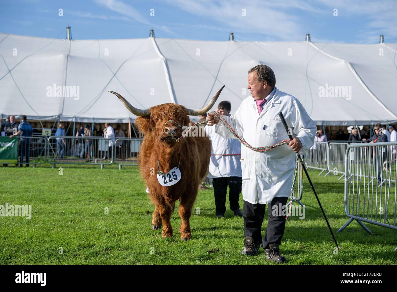 Mostra bestiame al Westmorland Show, Cumbria nel settembre 2023. Foto Stock