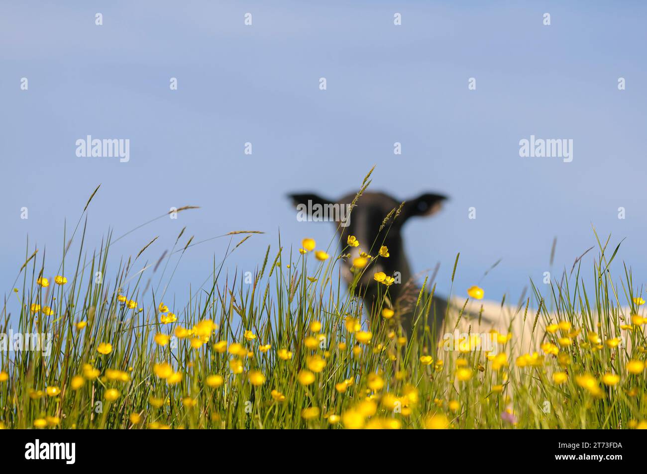 Pecore che guardano in basso sopra le farfalle ai margini di un campo, con cielo blu sopra Foto Stock