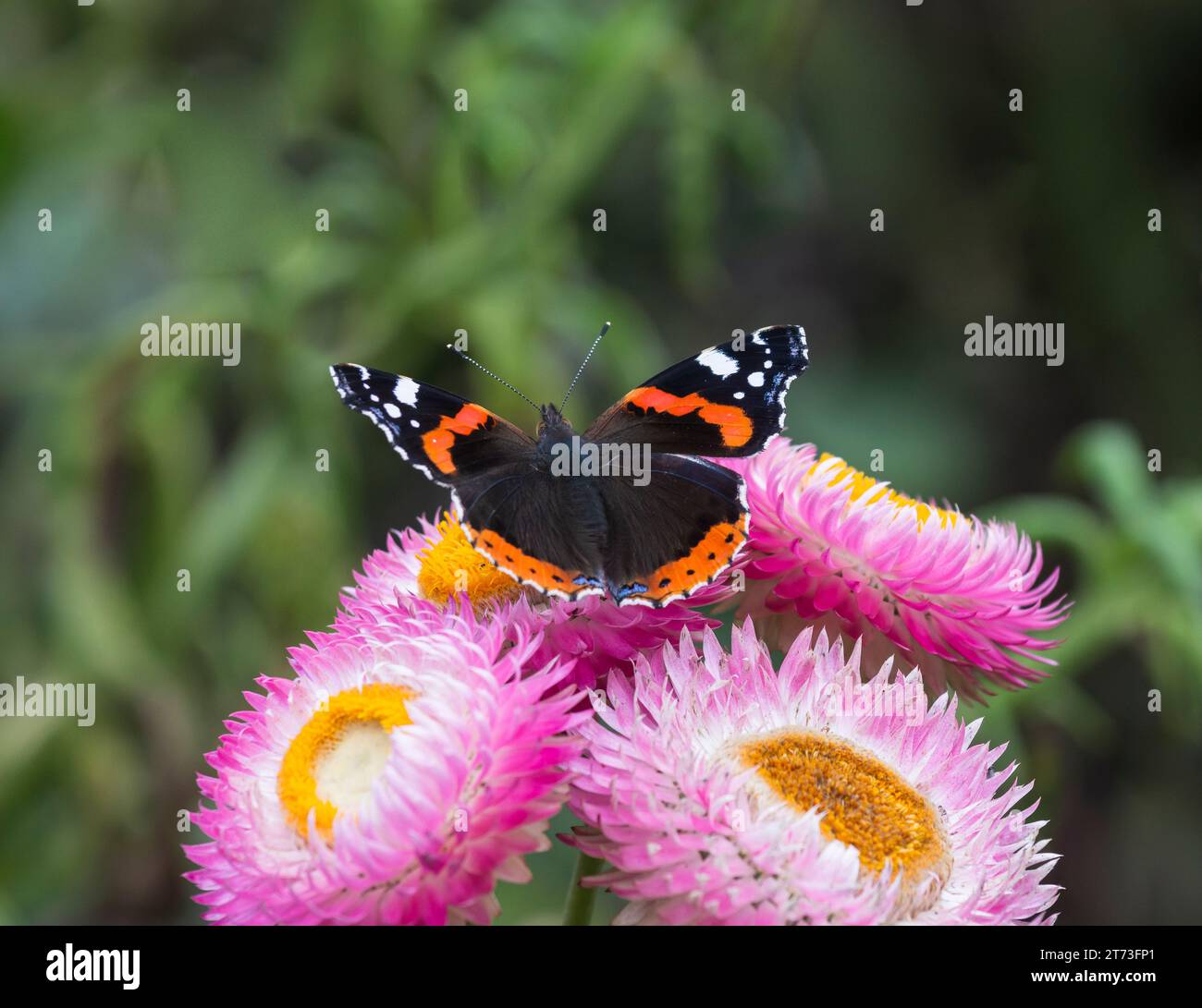 Ammiraglio rosso Vanessa atalanta che si nutre di fiori rosa in un giardino Foto Stock