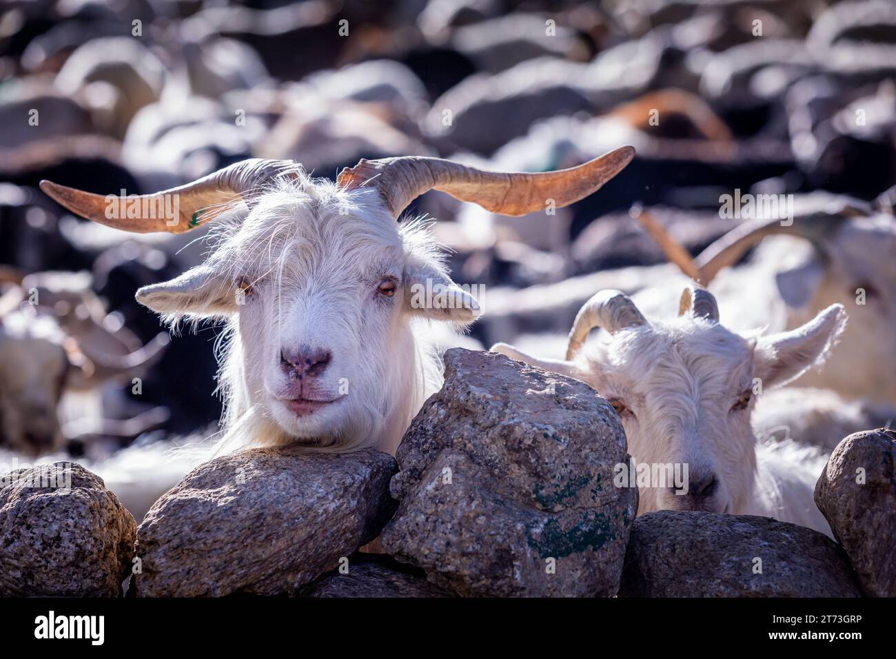 Changthangi o capre Ladakh Pashmina, Ladakh, India Foto Stock