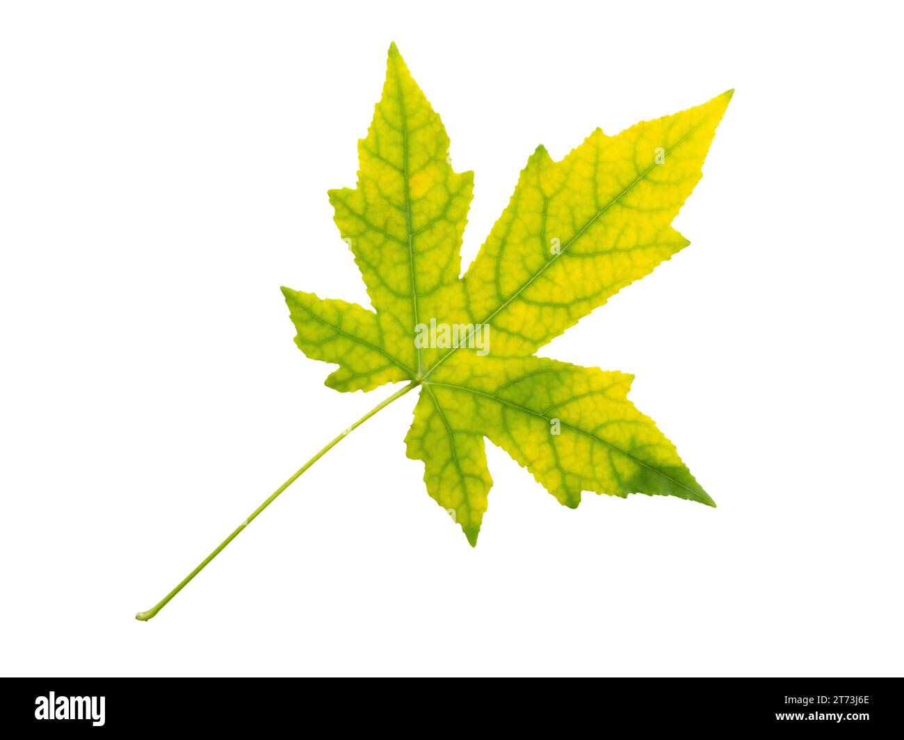 Albero d'acero foglie verdi gialle autunnali isolate su sfondo bianco. Fogliame autunnale Acer. Foto Stock
