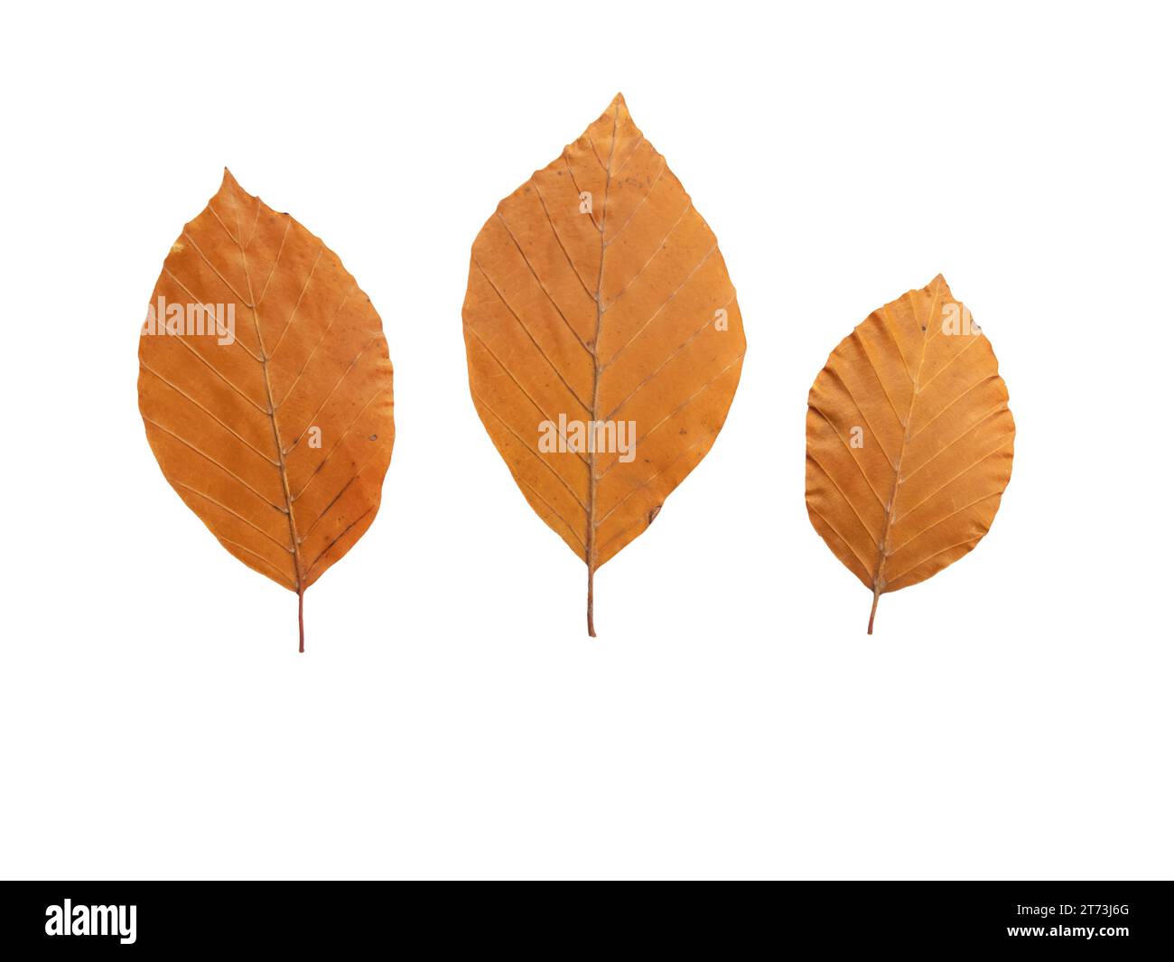 Faggio autunnale secco rame marrone tre foglie isolate su sfondo bianco. Fagus sylvatica o fogliame autunnale europeo. Foto Stock