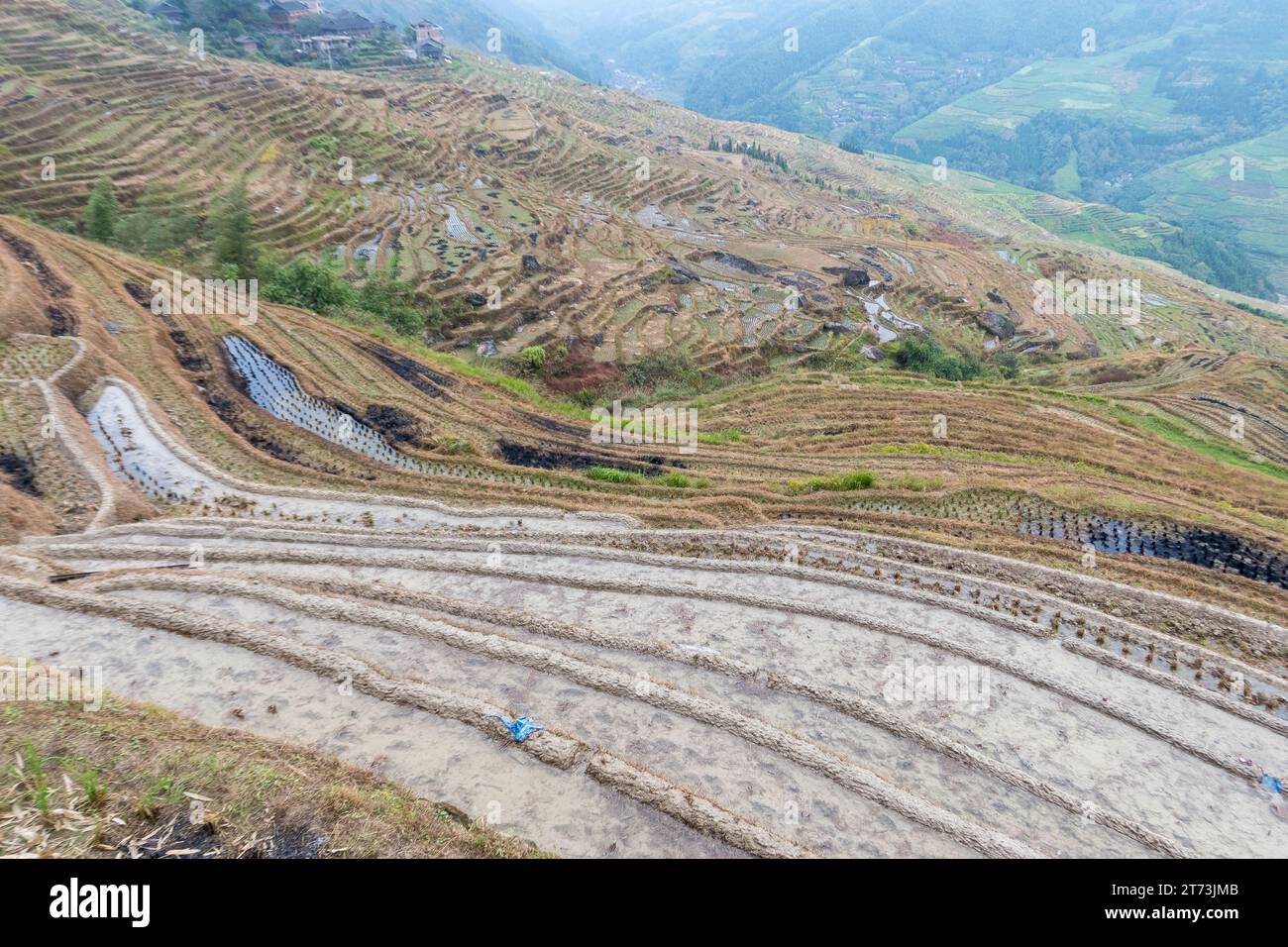 Le favolose terrazze di riso la cui storia risale alla dinastia Yuan. Foto Stock