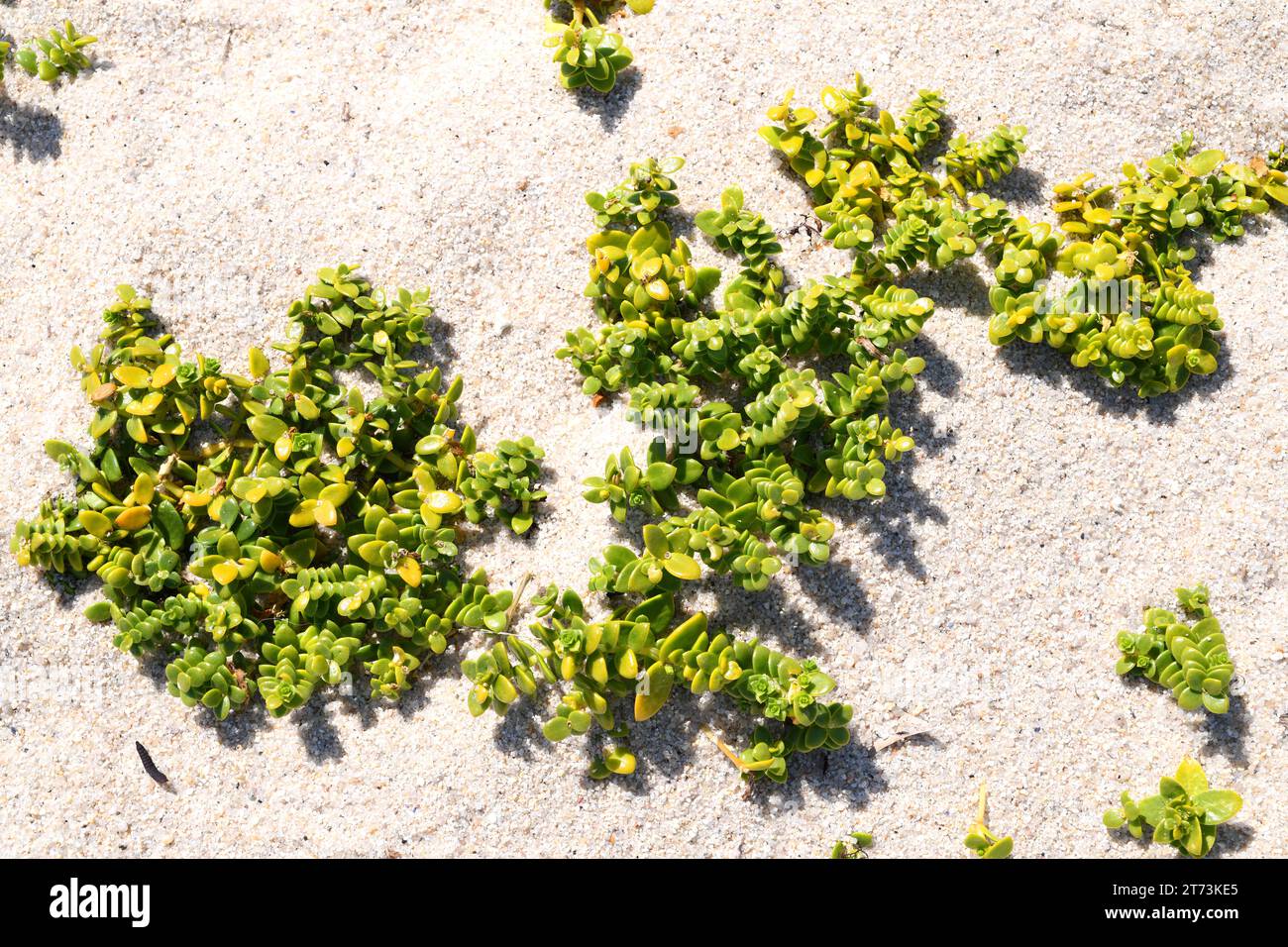 L'erba arenaria marina (Honckenya peploides) è un'erba perenne commestibile succulenta originaria delle coste sabbiose dell'Europa settentrionale e delle coste atlantiche della Spagna settentrionale. Foto Stock
