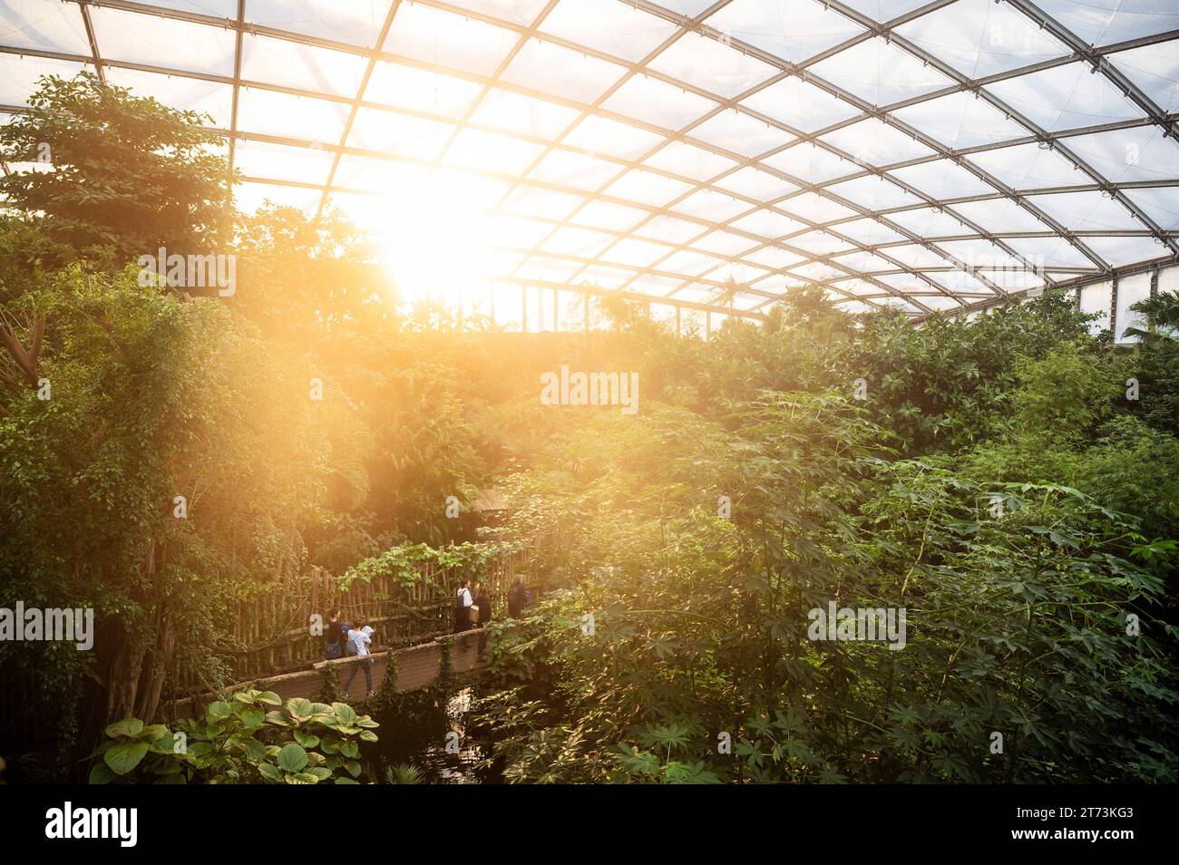 11.11.2023 Lipsia: Blick ins Gondwanaland, einen künstlichen Tropenwald mit etwa 170 exotischen Tierarten und 500 Pflanzenarten, im Leipziger Zoo bei Sonnenuntergang. *** 11 11 2023 Lipsia Vista di Gondwanaland, una foresta tropicale artificiale con circa 170 specie di animali esotici e 500 specie di piante, allo zoo di Lipsia al tramonto credito: Imago/Alamy Live News Foto Stock