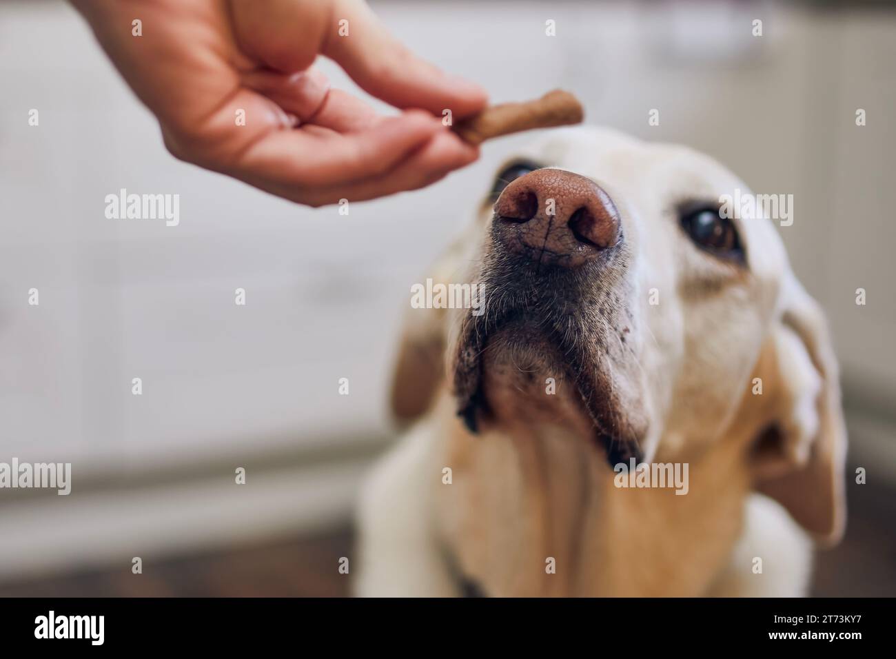 Un uomo con il suo cane obbediente a casa. Simpatico labrador retriever che guarda la mano del suo proprietario di animali domestici dandogli dei biscotti come ricompensa. Concentrazione selettiva sul muso. Foto Stock