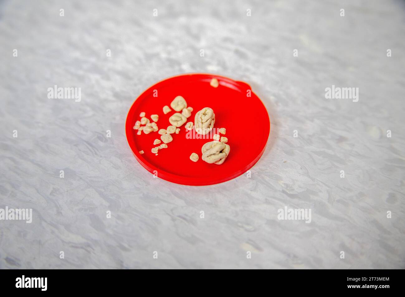 Blader Stone - intervento chirurgico nei cani Foto Stock