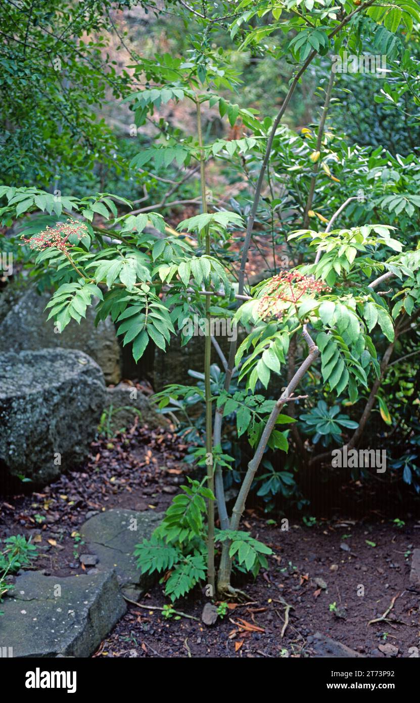 Sauco canario o sabugo (Sambucus palmensis o Sambucus nigra palmensis) è un arbusto o piccolo albero endemico delle Isole Canarie (la Palma, Tenerife, la Go Foto Stock