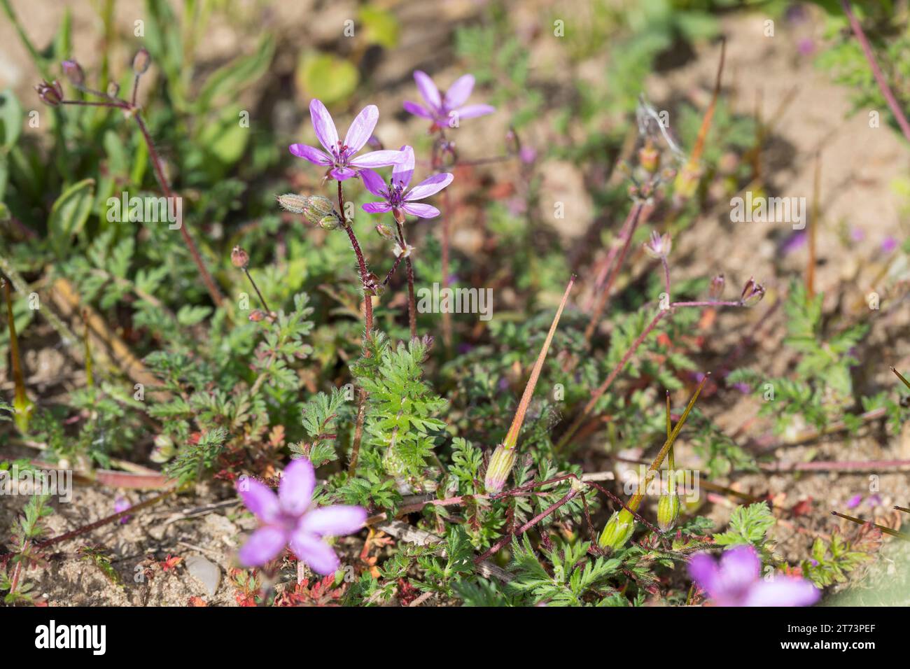 Reiherschnabel, Gewöhnlicher Reiherschnabel, Schierlingsblättriger Reiherschnabel, Erodium cicutarium, Erodium cicutarium agg., Erodium primulaceum, E. Foto Stock