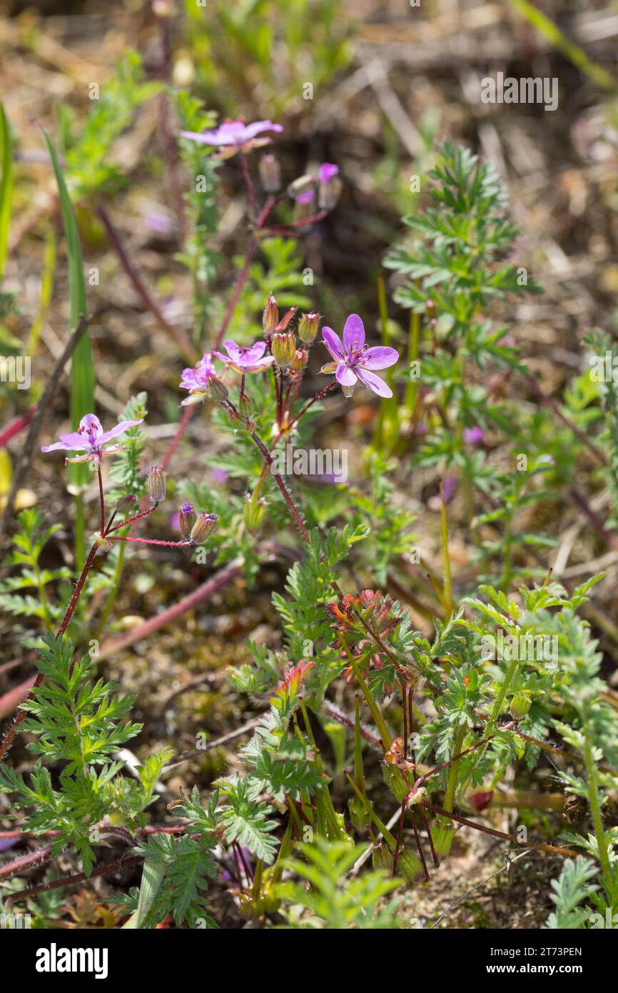 Reiherschnabel, Gewöhnlicher Reiherschnabel, Schierlingsblättriger Reiherschnabel, Erodium cicutarium, Erodium cicutarium agg., Erodium primulaceum, E. Foto Stock