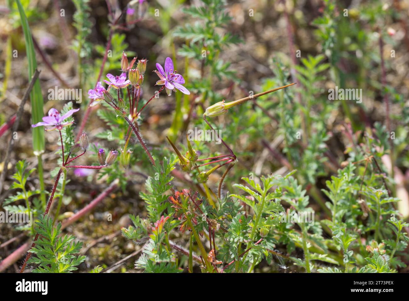 Reiherschnabel, Gewöhnlicher Reiherschnabel, Schierlingsblättriger Reiherschnabel, Erodium cicutarium, Erodium cicutarium agg., Erodium primulaceum, E. Foto Stock
