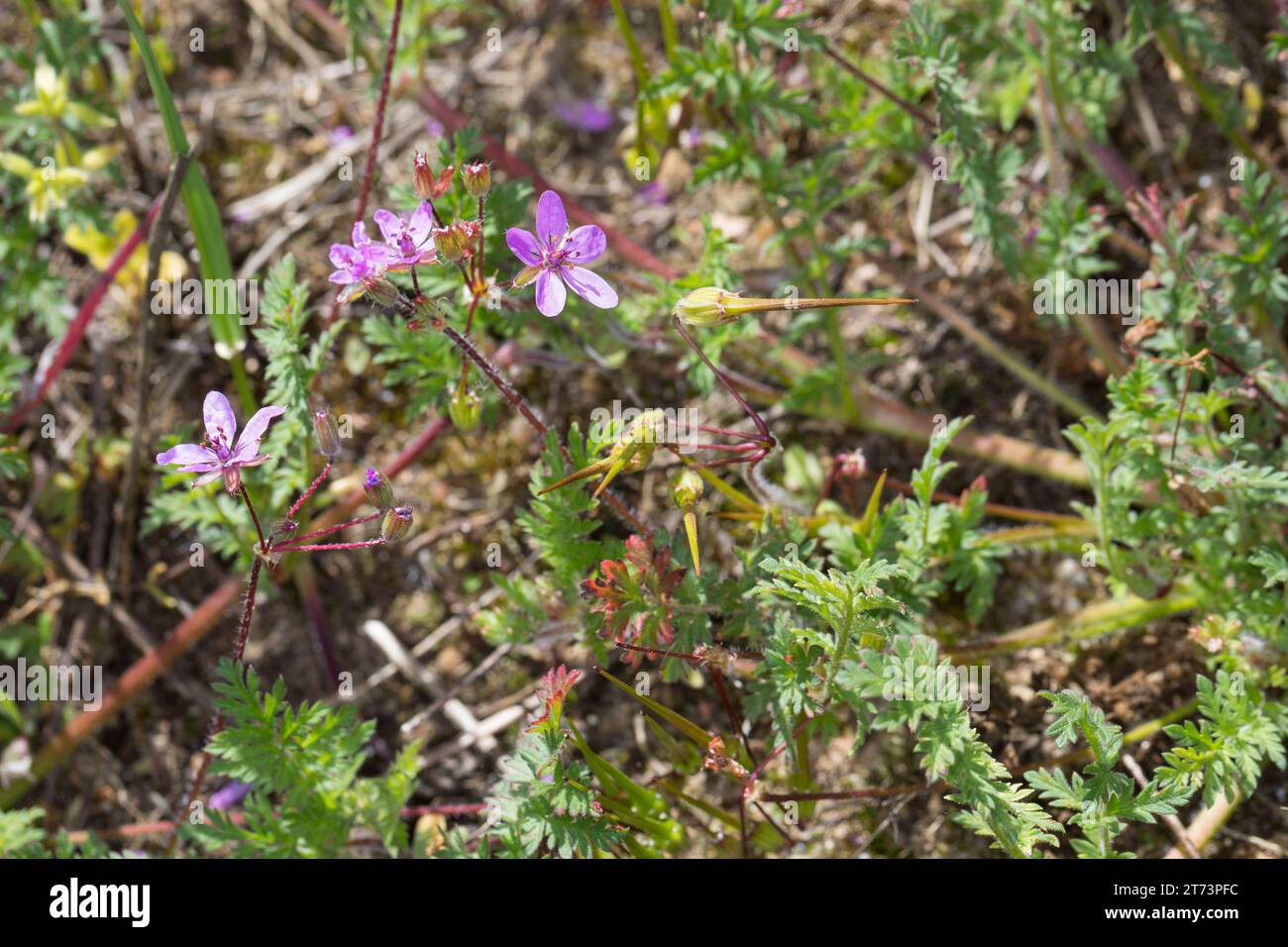 Reiherschnabel, Gewöhnlicher Reiherschnabel, Schierlingsblättriger Reiherschnabel, Erodium cicutarium, Erodium cicutarium agg., Erodium primulaceum, E. Foto Stock