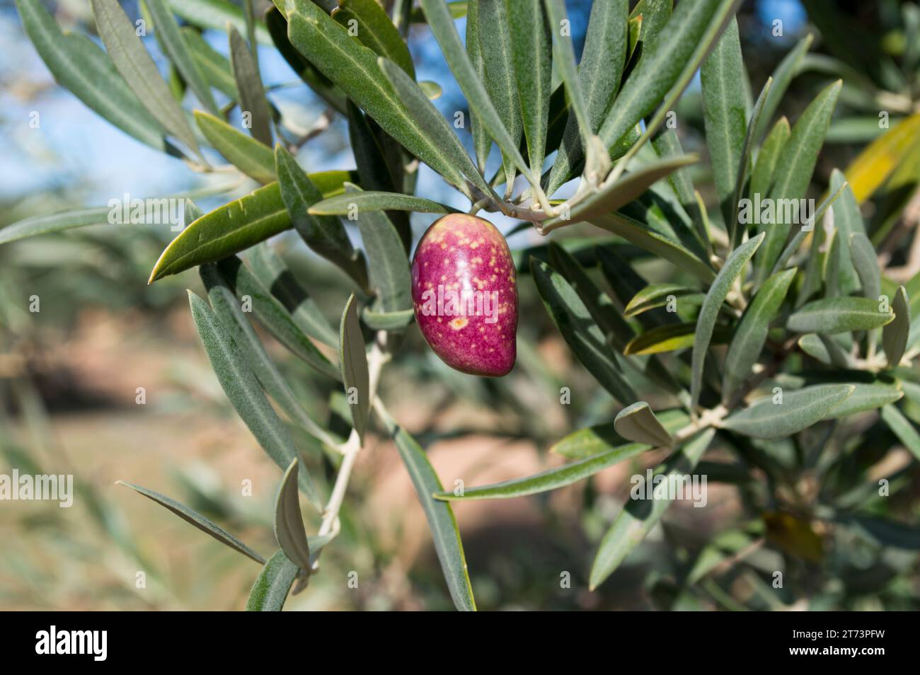 Aceitunas picual maduras en el olivo. Olivar español Foto Stock