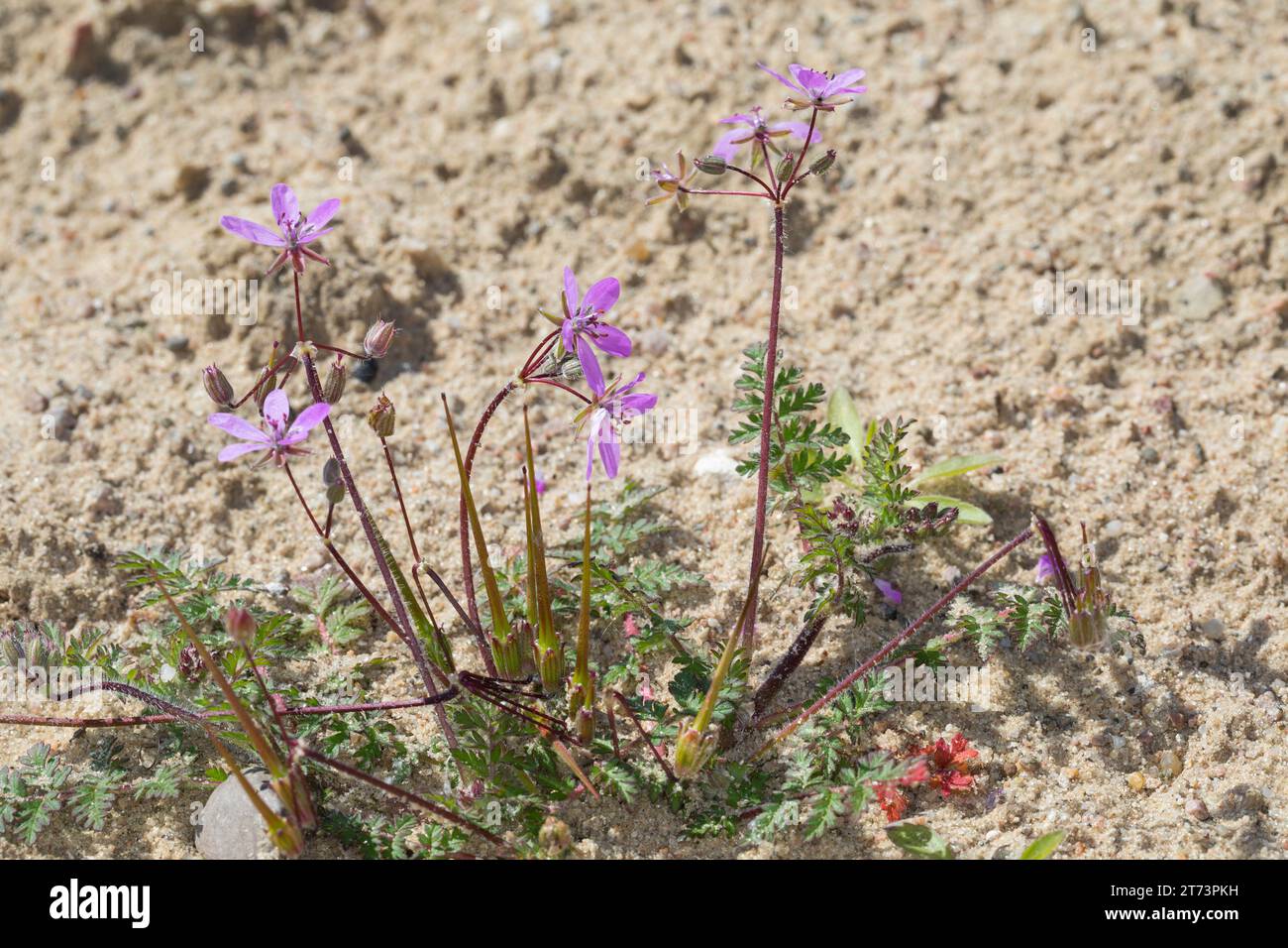 Reiherschnabel, Gewöhnlicher Reiherschnabel, Schierlingsblättriger Reiherschnabel, Erodium cicutarium, Erodium cicutarium agg., Erodium primulaceum, E. Foto Stock