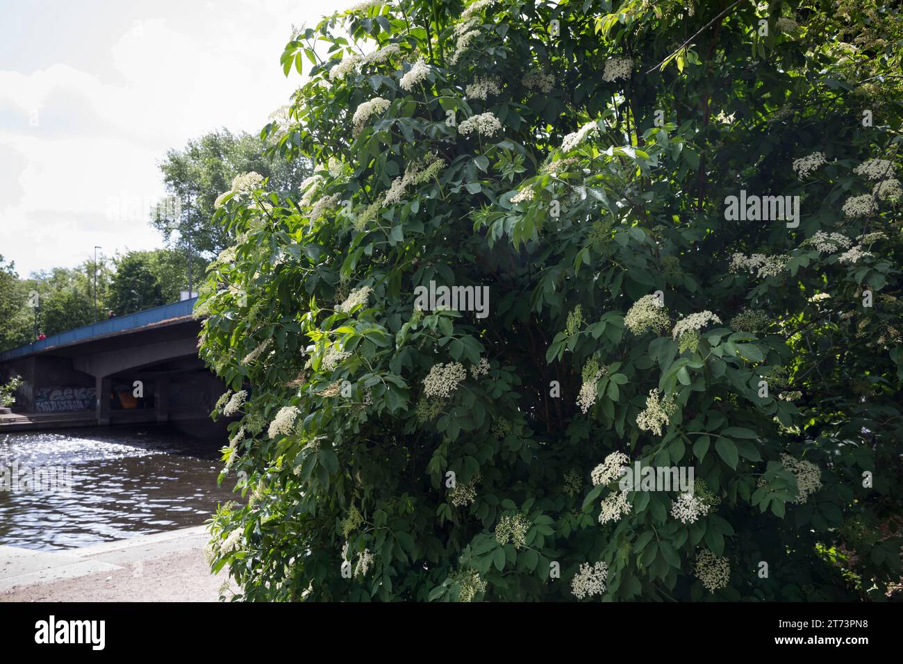 Schwarzer Holunder, Blüte, Blüten, blühend, in einer Stadt, Holunderblüte, Holunderblüten, Holderbusch, Holler, Fliederbeeren, Fliederbeere, Sambuco Foto Stock