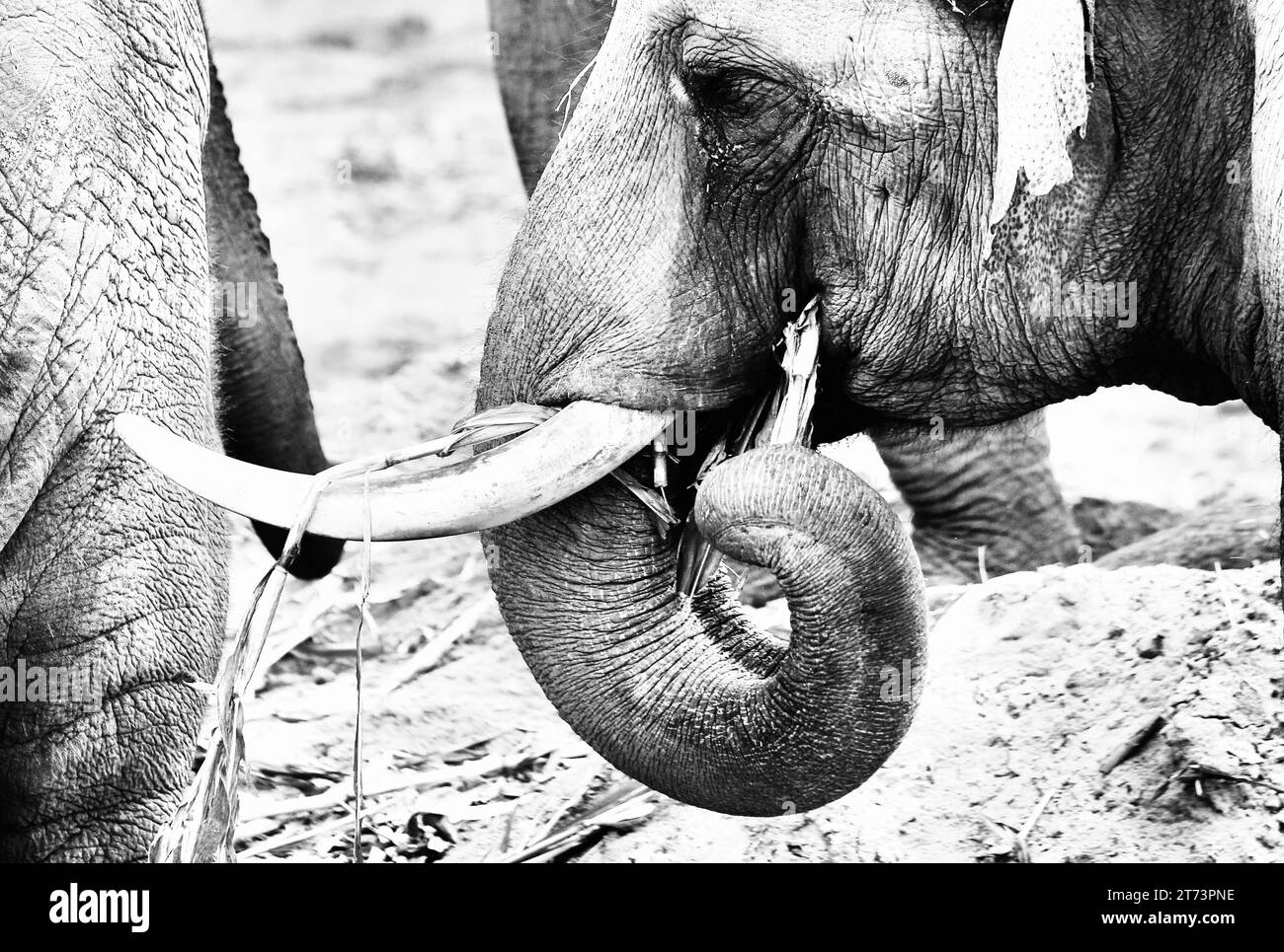 Elefante asiatico Foto Stock