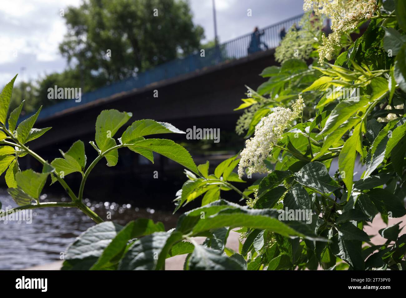 Schwarzer Holunder, Blüte, Blüten, blühend, in einer Stadt, Holunderblüte, Holunderblüten, Holderbusch, Holler, Fliederbeeren, Fliederbeere, Sambuco Foto Stock