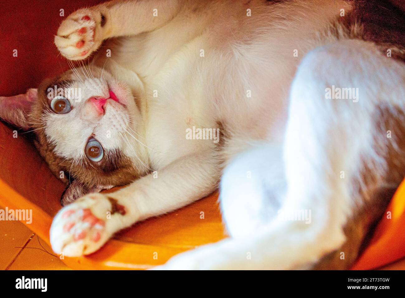 Un adorabile gatto domestico bianco e marrone gioca felicemente capovolto mostrando le zampe rosa e gli occhi larghi. Foto Stock