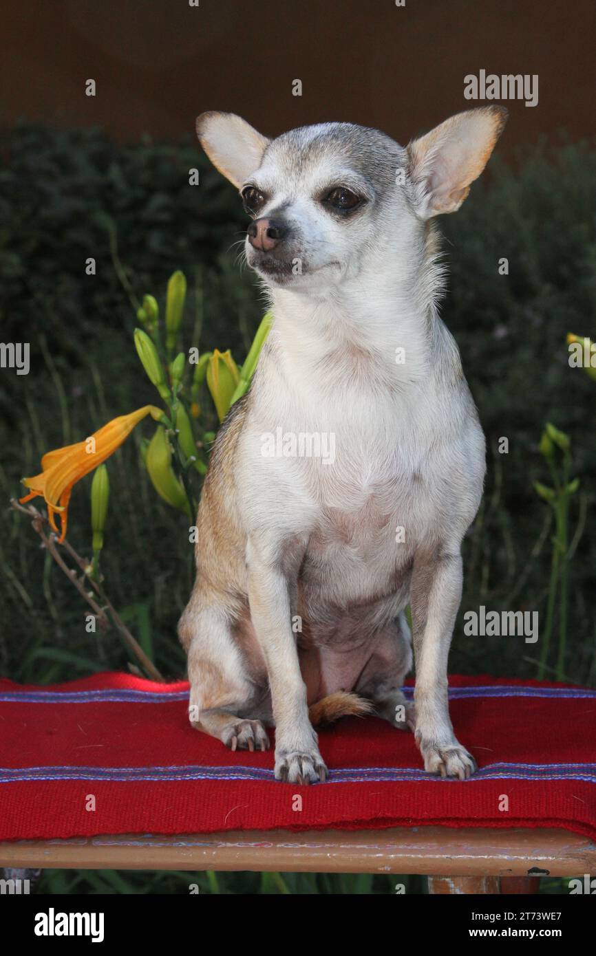 Chihuahua seduto su una coperta rossa contro i fiori Foto Stock