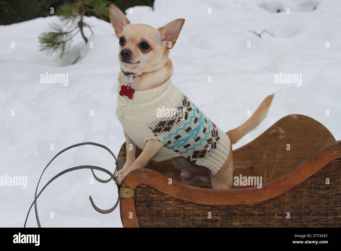 Chihuahua in piedi con le zampe sulla parte anteriore di una slitta nella neve. Vestita con un caldo maglione. Foto Stock