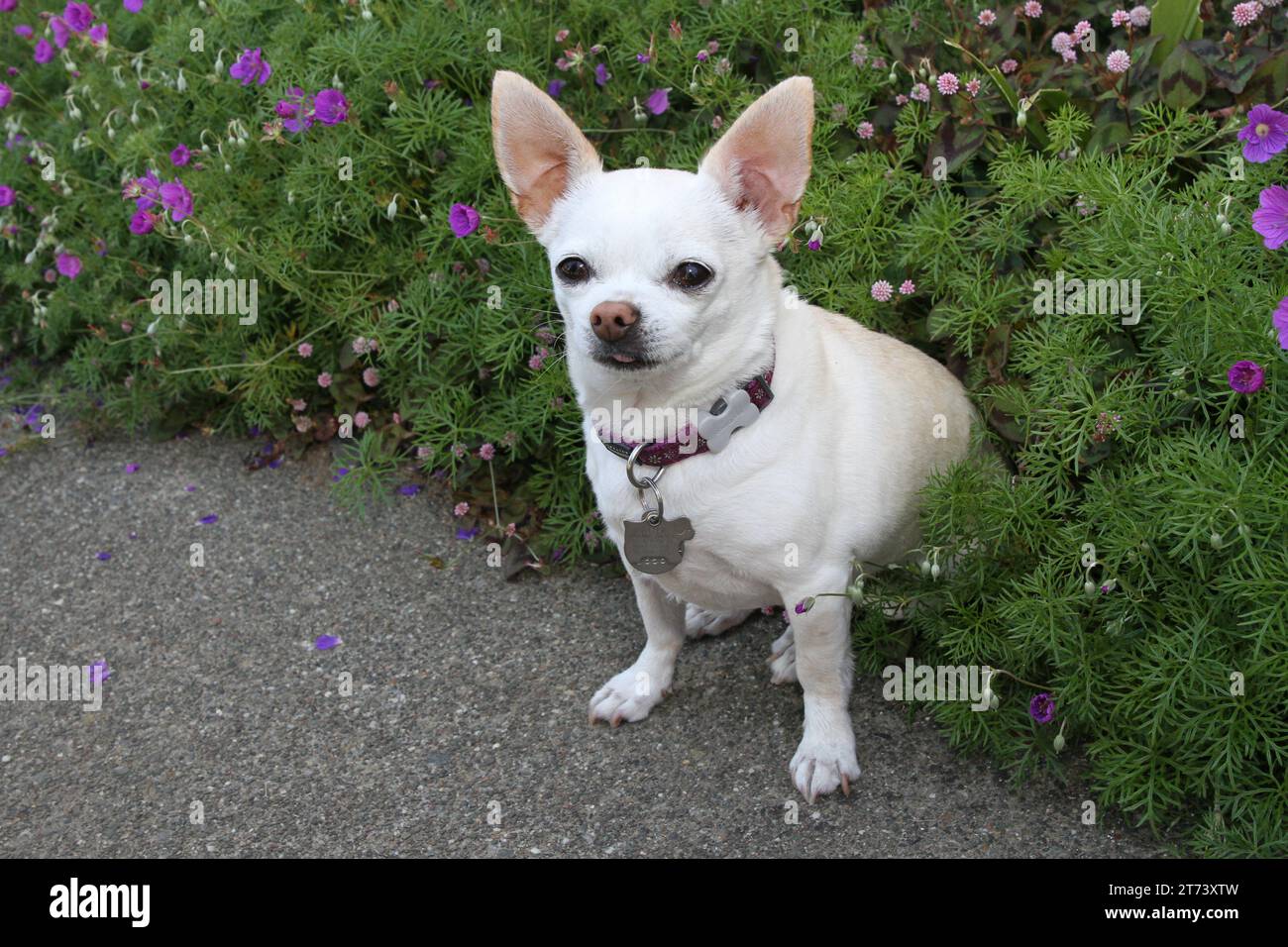 Chihuahua seduto in un giardino di fiori misti Foto Stock