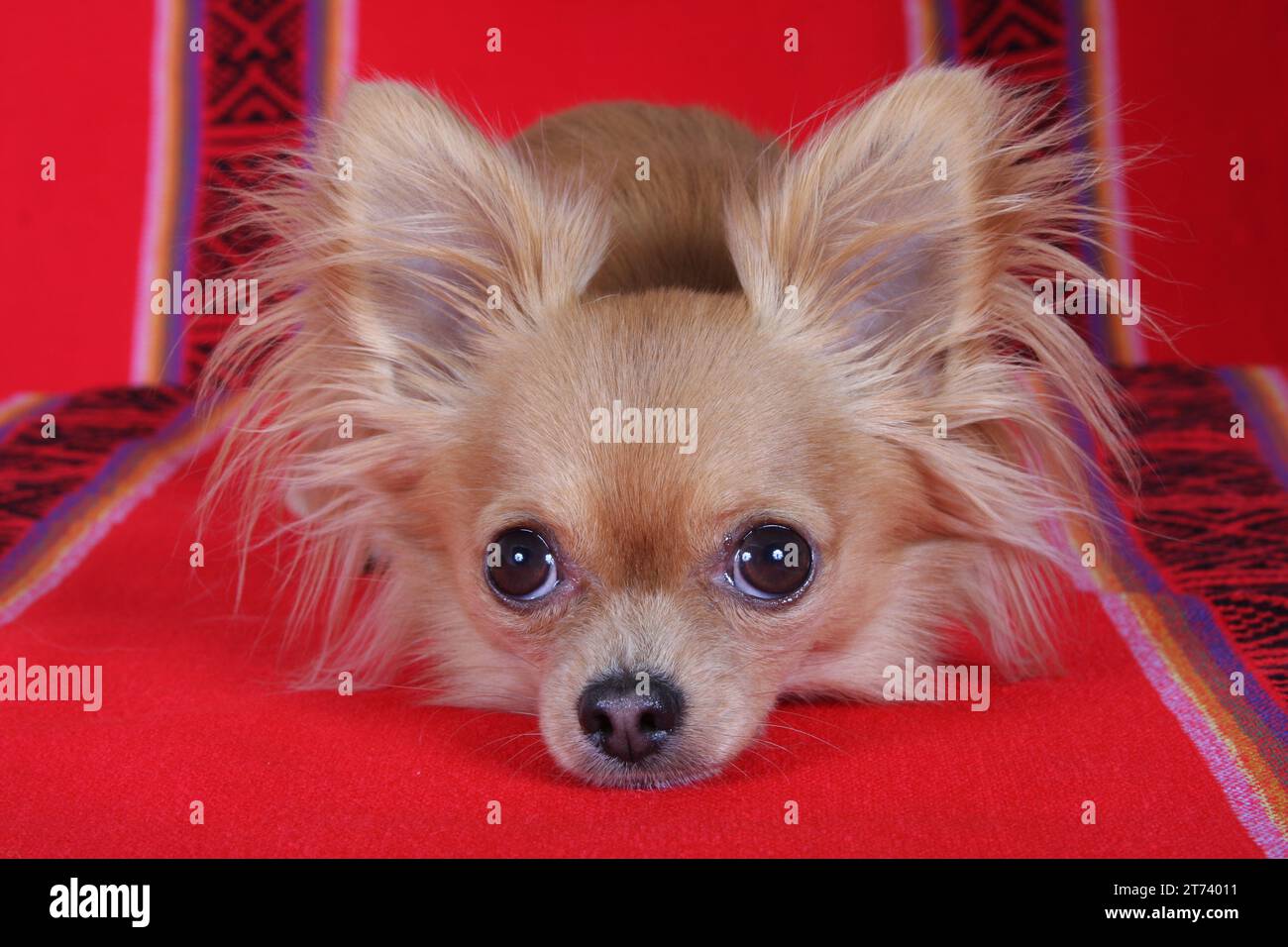 Chihuahua sdraiato con la testa in giù su materiale rosso con un disegno. Impostazione studio Foto Stock