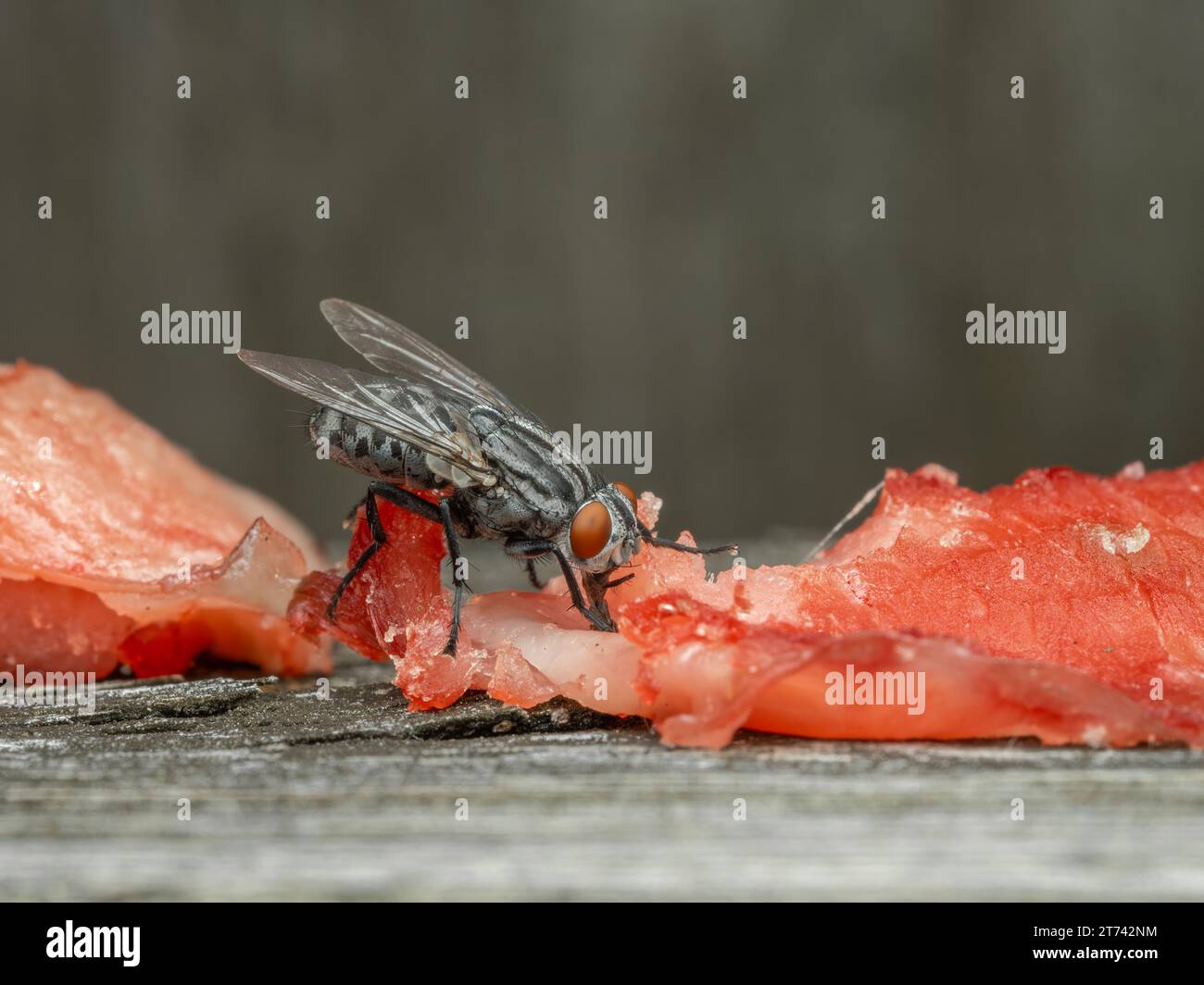 Veduta laterale di una mosca della carne (specie Sarcophaga), con occhi composti di rosso brillante, che si nutre di frammenti di carne di salmone Foto Stock