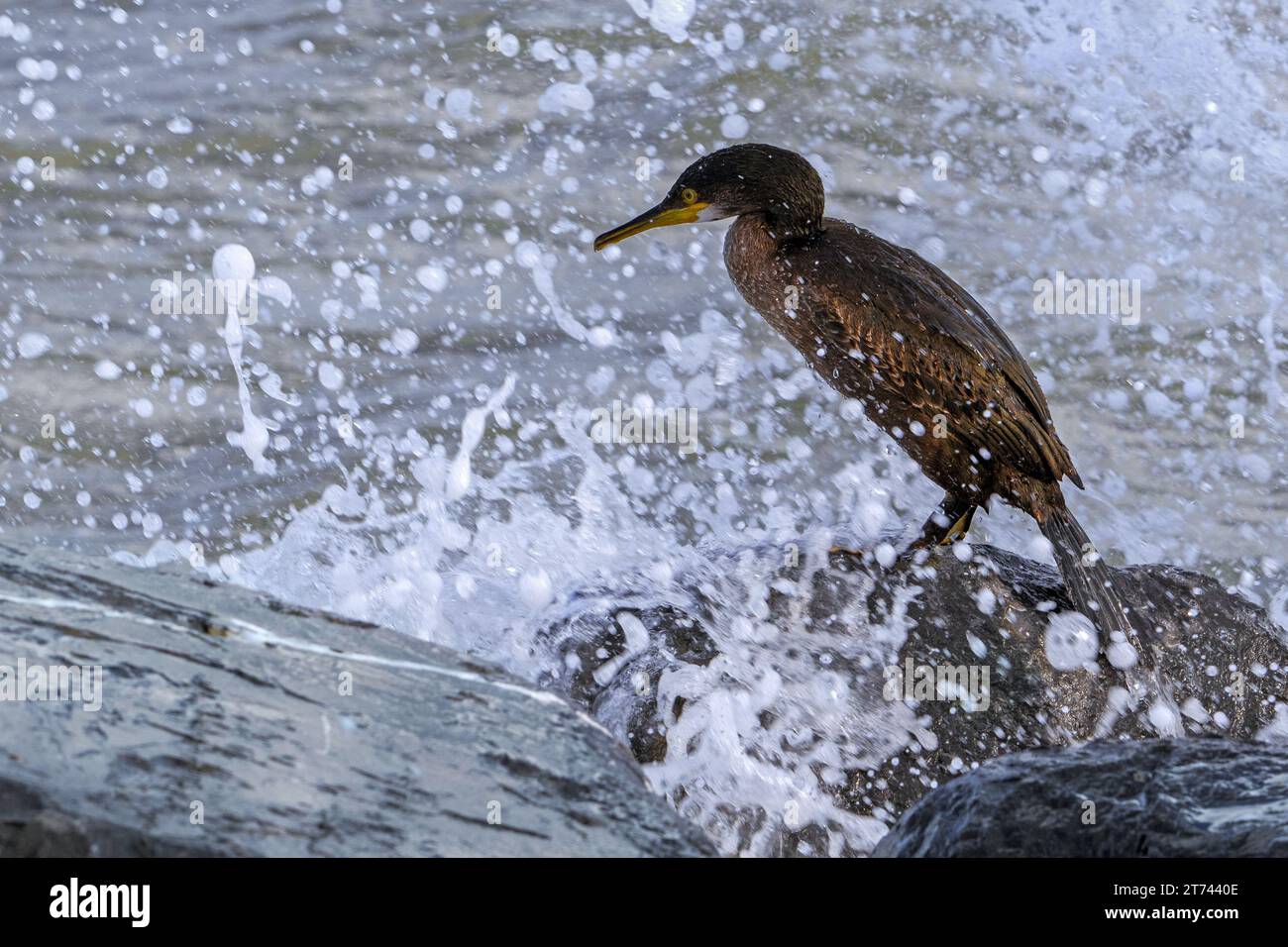 Onde che si infrangono sullo shag europeo / shag comune (Gulosus aristotelis / Phalacrocorax aristotelis) riposano sulla roccia lungo la costa del Mare del Nord in autunno Foto Stock