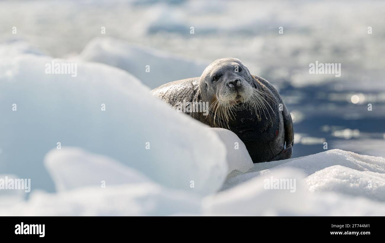 Foca barbuta (Erignathus barbatus), Svalbard, Norvegia Foto Stock