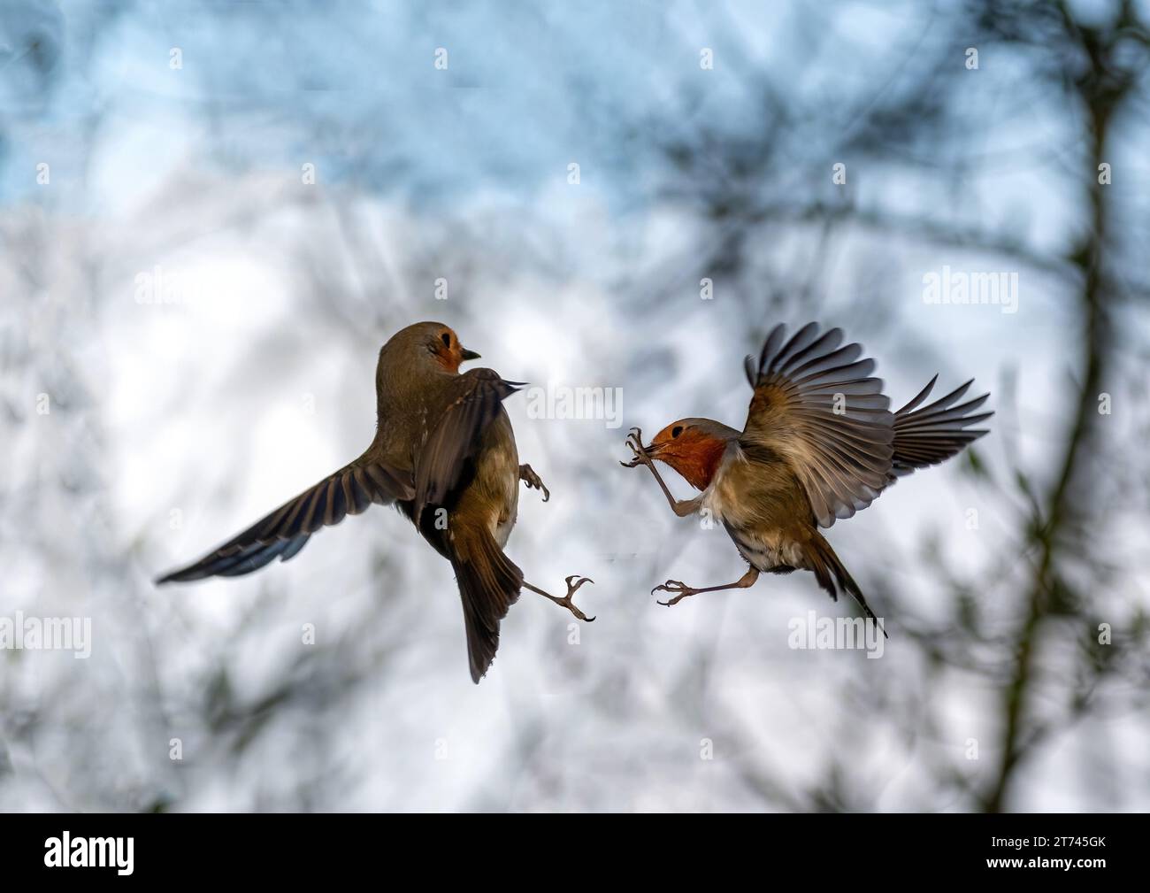 Lotta Robins Foto Stock