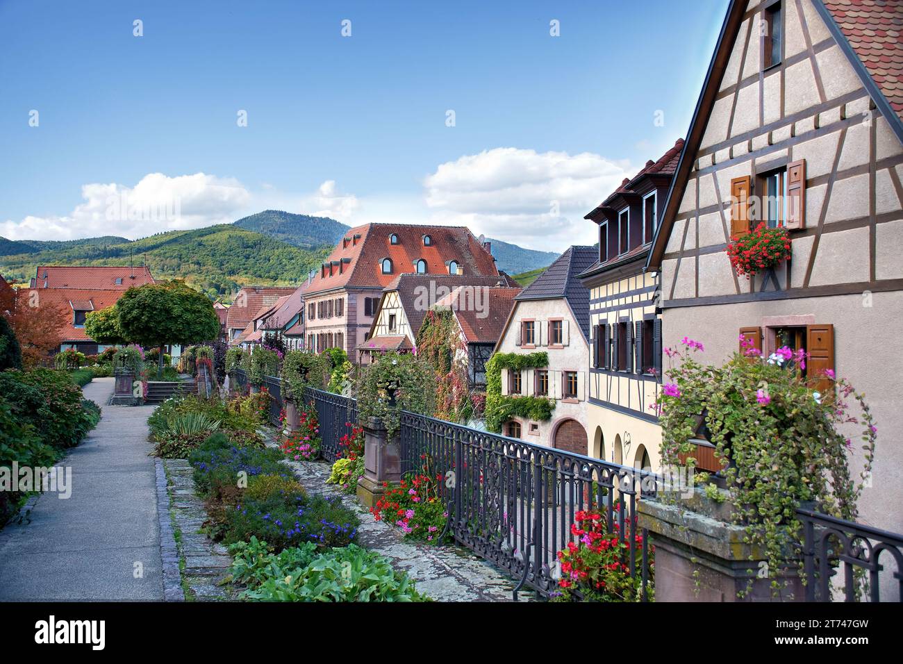 Bergheim, villaggio del vino in Alsazia, case colorate e metà in legno nel centro storico medievale Foto Stock