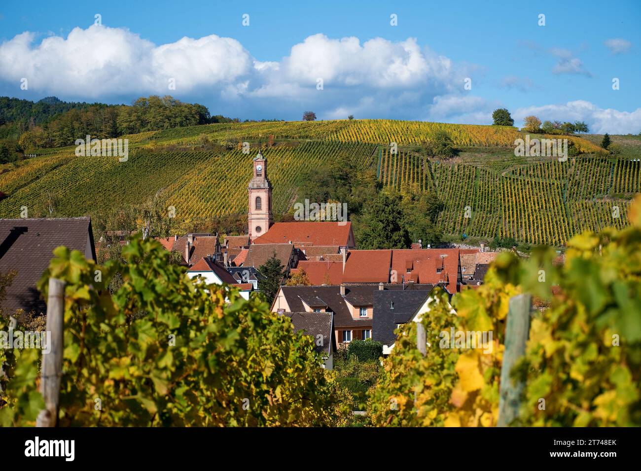 Villaggio del vino Riquewihr, alsazia, panorama tra vigneti autunnali Foto Stock