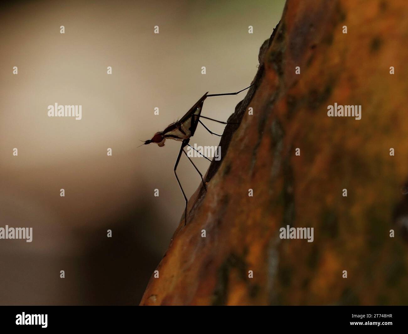 Una piccola zanzara arroccata sulla corteccia di un tronco d'albero, i suoi lunghi probosci che sporgono dalle guerre secondarie Foto Stock