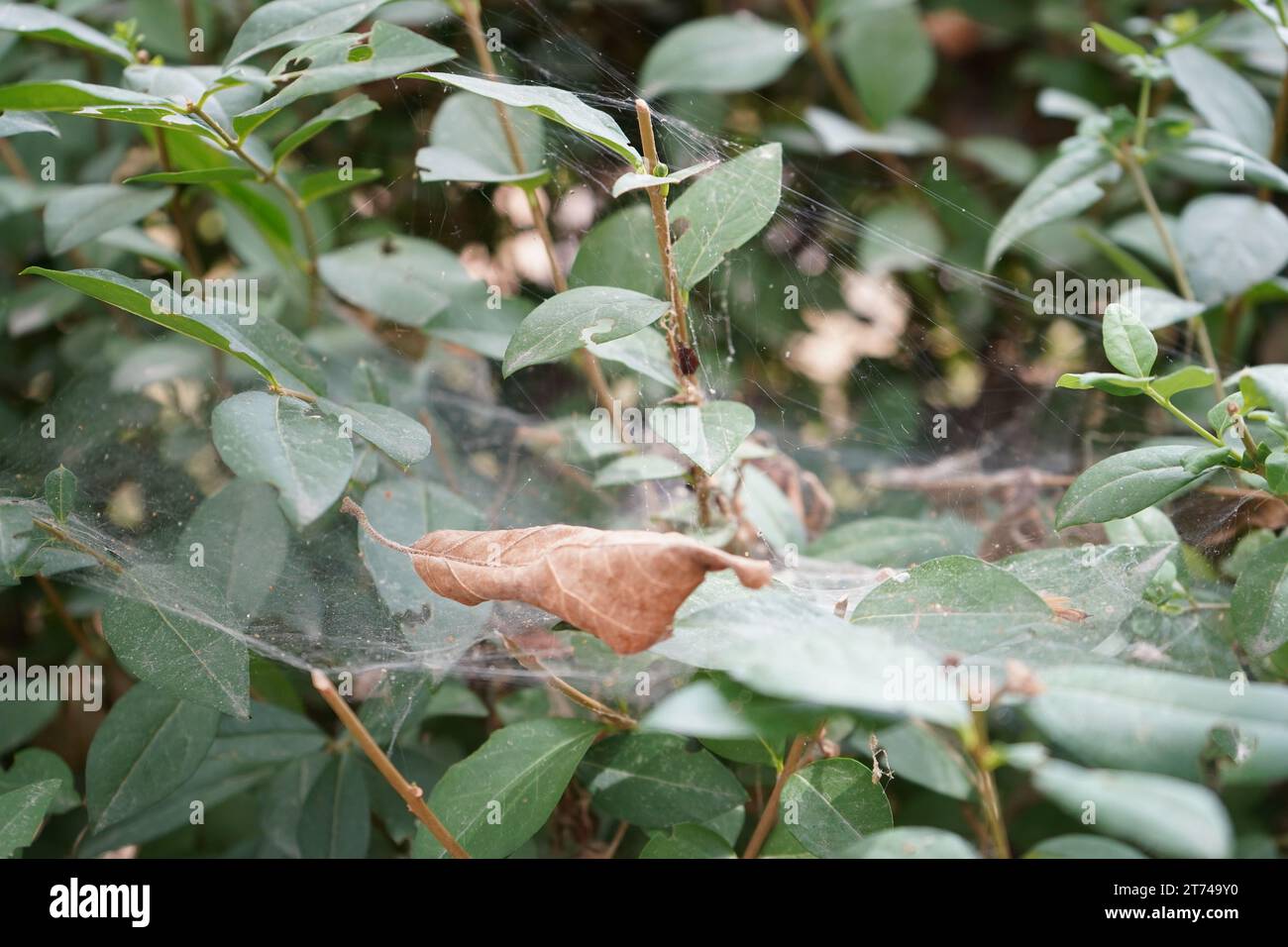 Privet, Privet selvatico, Privet comune o Privet europeo (Ligustrum vulgare) Foto Stock