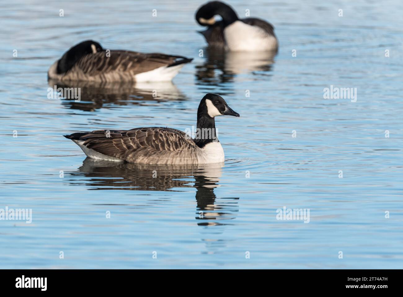 Nuoto Canada Goose (Branta canadensis) Foto Stock