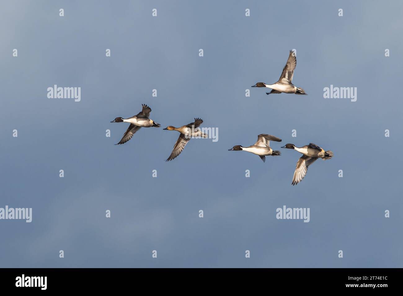 Coda di pinna settentrionale, Anas acuta - gruppo di uccelli in volo Foto Stock