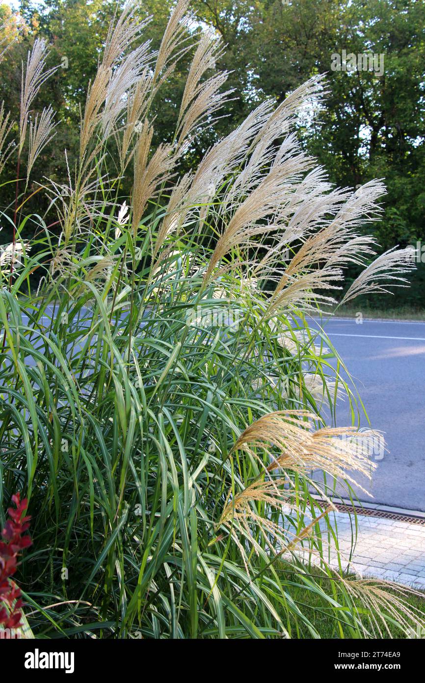 Miscanthus cinese (Miscanthus sinensis), usato nel paesaggio Foto Stock