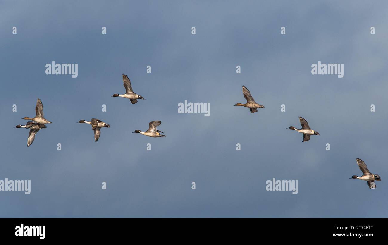Coda di pinna settentrionale, Anas acuta - gruppo di uccelli in volo Foto Stock
