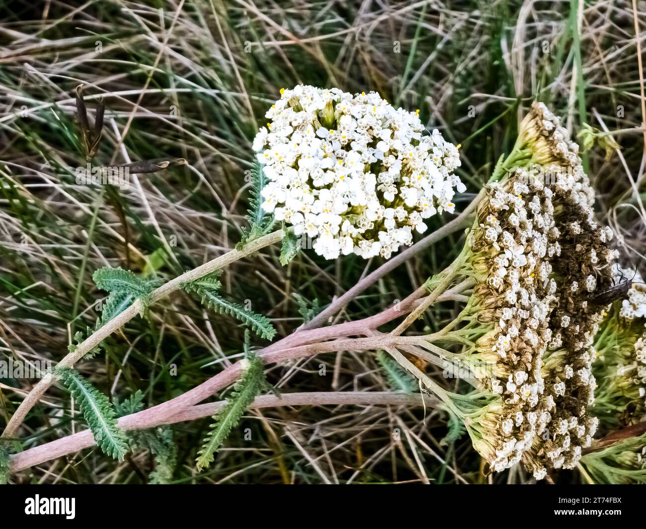 Achillea millefolium, comunemente noto come yarrow o yarrow comune, è una pianta di fioritura nella famiglia Asteraceae. Foto Stock
