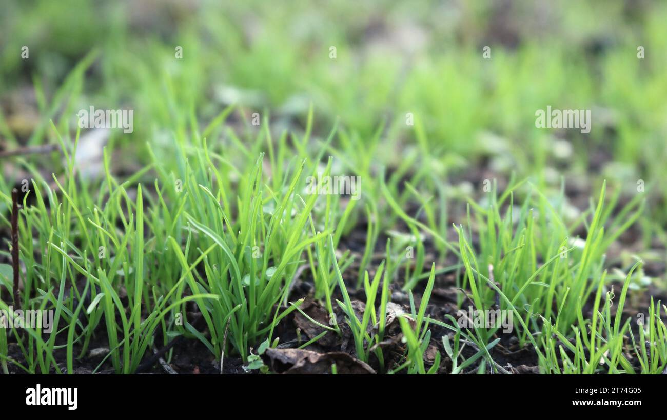 erba giovane fresca che germoglia attraverso terreni scuri, piccoli germogli verdi in primo piano per una consistenza naturale sfociata, lame di erba lucida e delicata Foto Stock