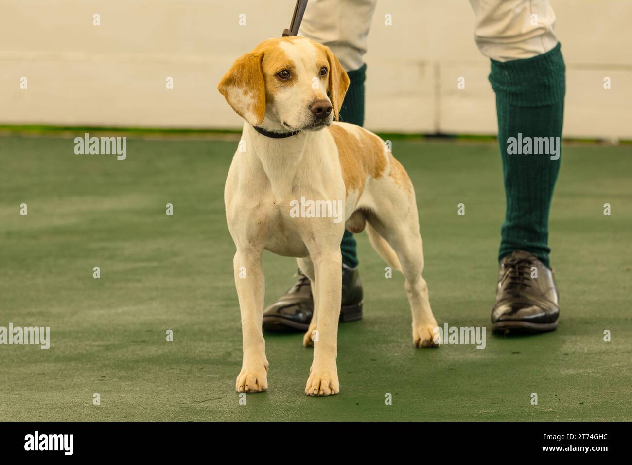 Cane Beagle nel ring al Great Yorkshire Show, Harrogate nel luglio 2023. Il Lemon e il Beagle bianco sono attenti e frontalmente con il gestore Foto Stock
