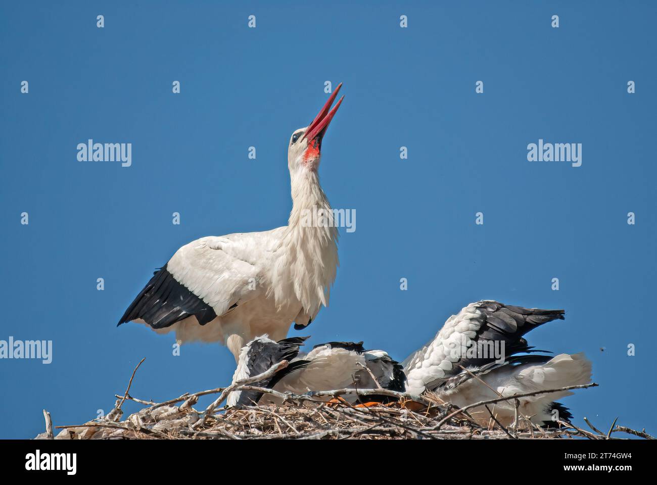 Cicogna bianca (Ciconia ciconia) che dà da mangiare ai suoi piccoli nel nido. Foto Stock